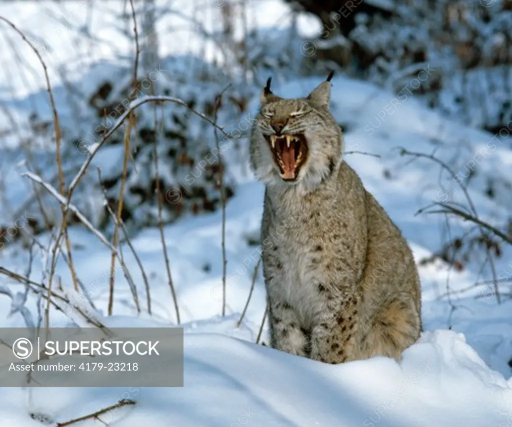 European Lynx, male, sitting in snow, yawning (Lynx lynx) Austria