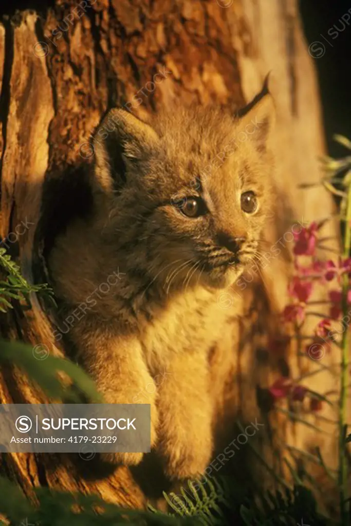 Canada Lynx (Lynx canadensis) kitten
