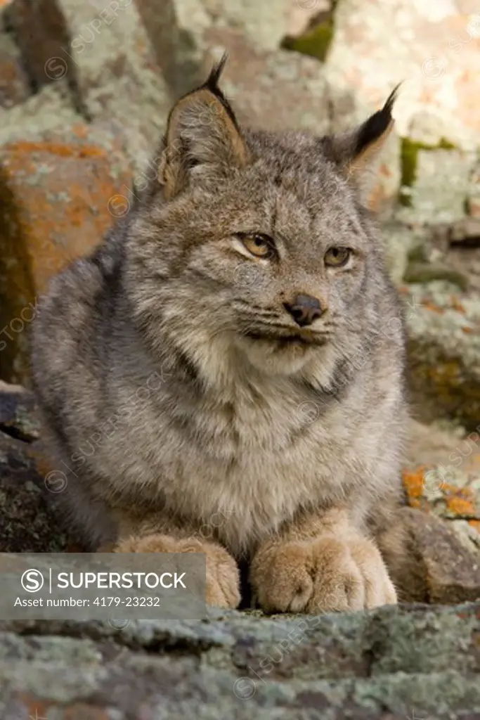 Canadian Lynx (Lynx canadensis) well-camouflaged in rocky outcrop in southern Montana mountains, near Yellowstone National Park, WYO, USA