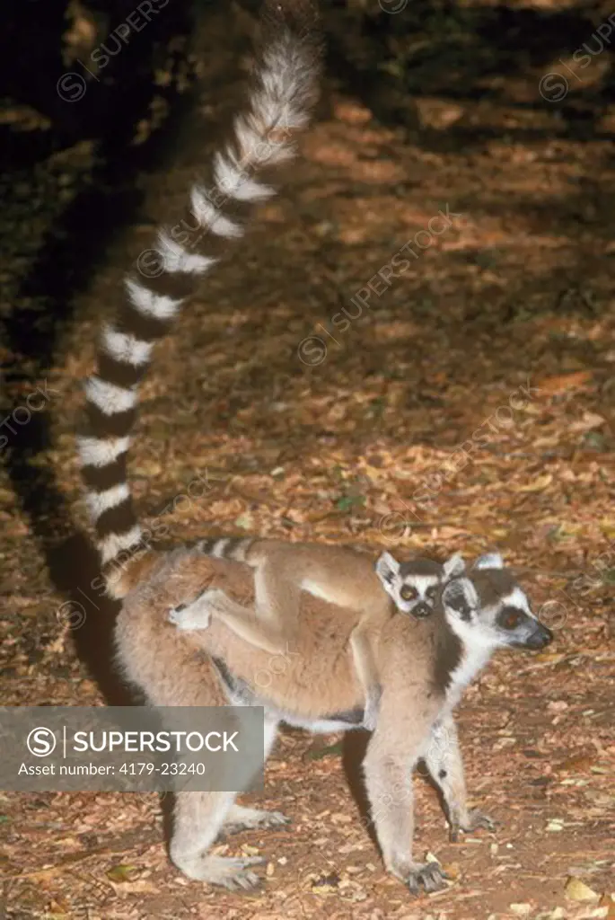 Ring-Tailed Lemur Mother & Baby (Lemur catta) Berenty Reserve, Madagascar