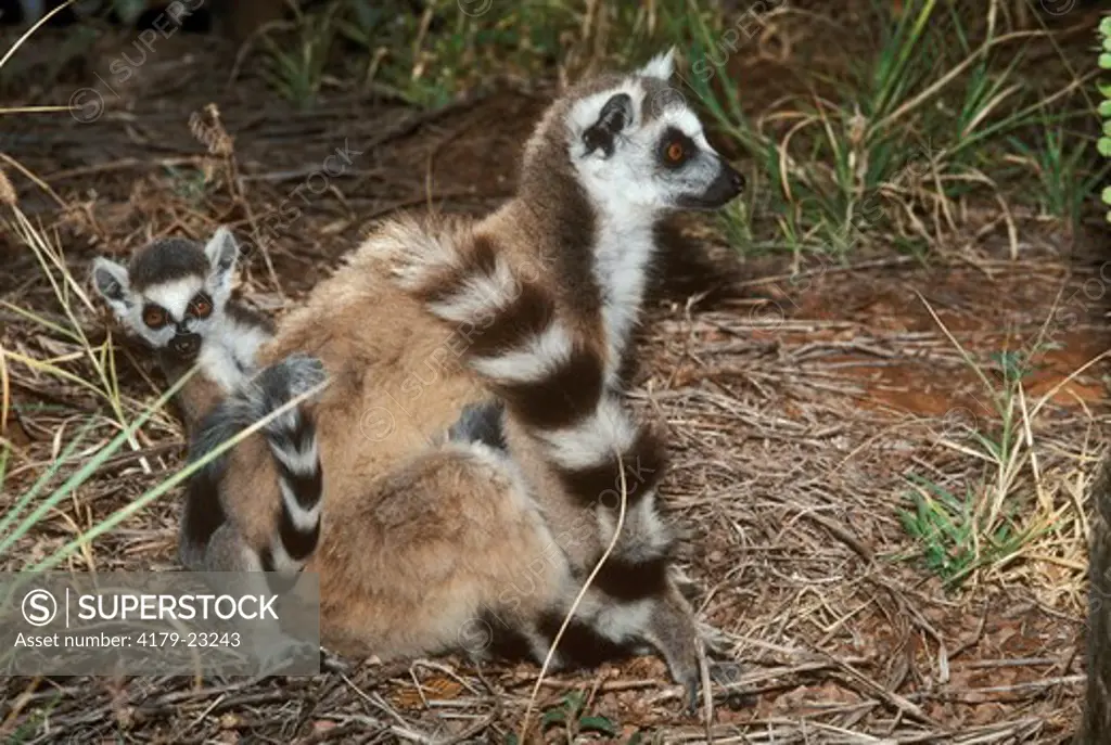 Ring-tailed Lemurs (Lemur catta), mom w/ baby, Berenty Reserve, Madagascar