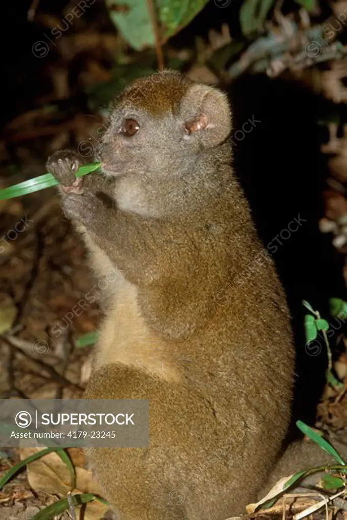 Gray Bamboo Lemur eating Bamboo Leaf (Hapalemur griseus), Perinet, Madagascar