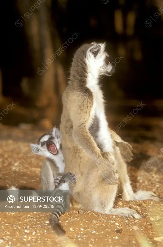 Ring-tailed Lemur (Lemur catta) with yawning Baby, Berenty Reserve, Madagascar
