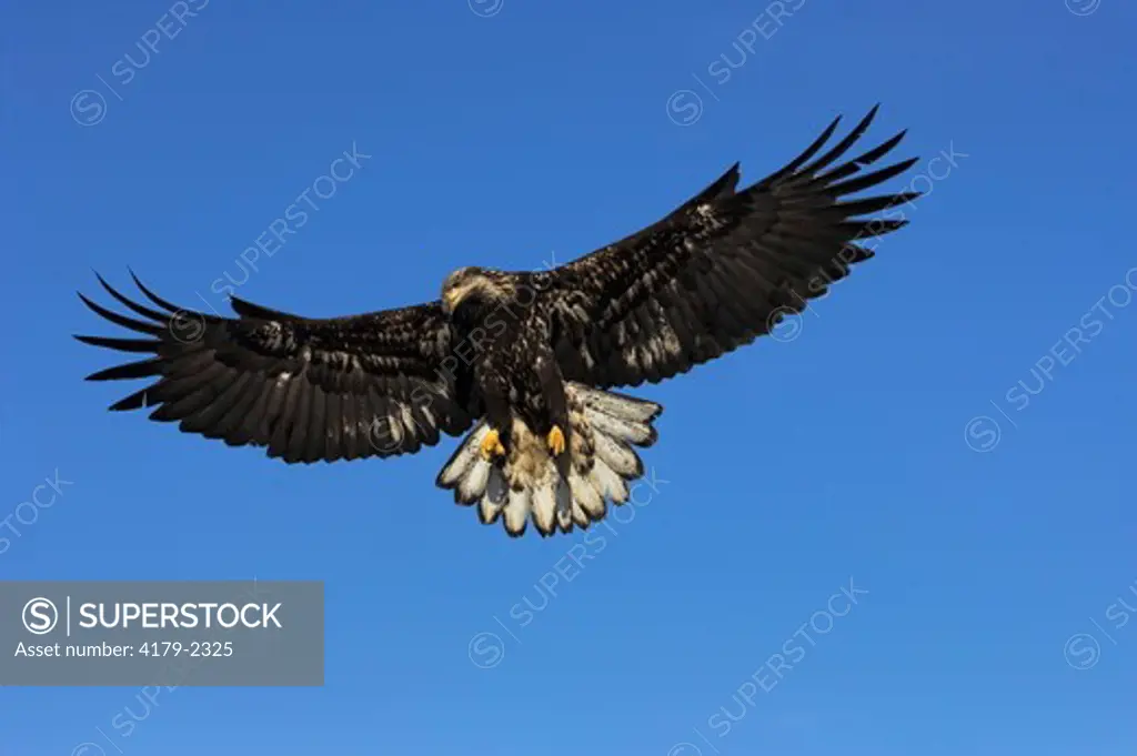 Bald Eagle (Haliaeetus leucocephalus) immature, in flight, Homer, Alaska, 3/27/06, Digital Capture