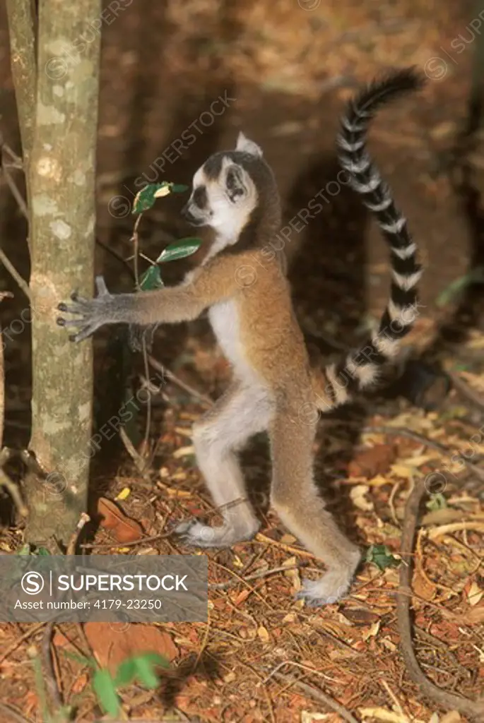 Ring-tailed Lemur Baby (Lemur catta), Berengi Reserve, Madagascar