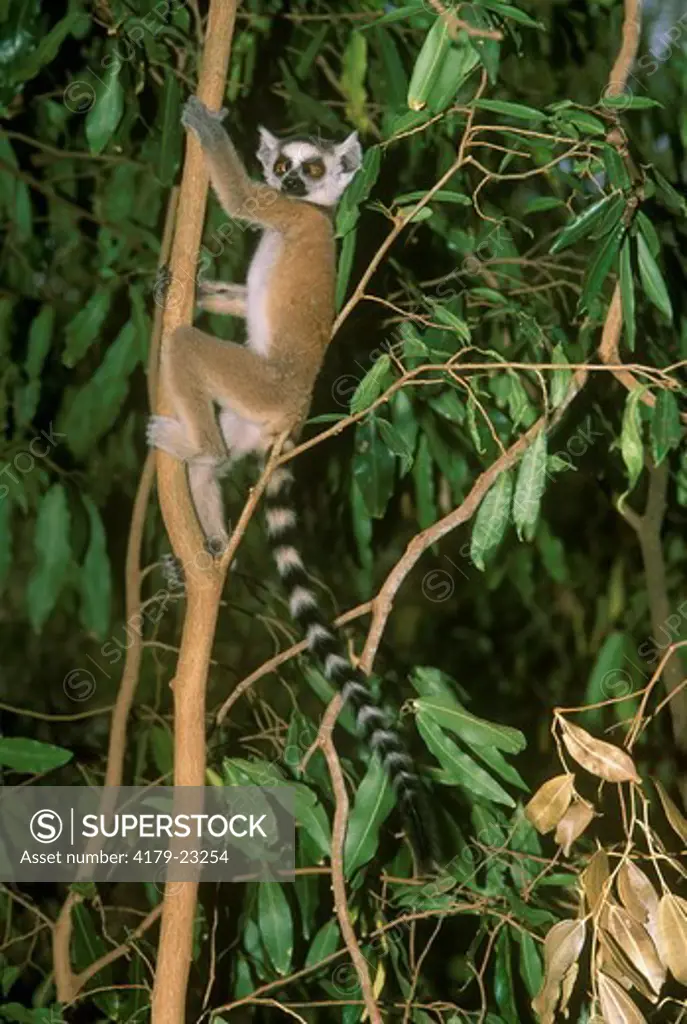 Ring-tailed Lemur Baby (Lemur catta), Berenty Reserve, Madagascar