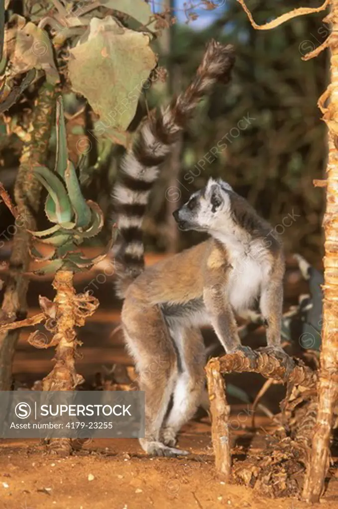 Ring-tailed Lemur (Lemur catta), Berengi Reserve, Madagascar