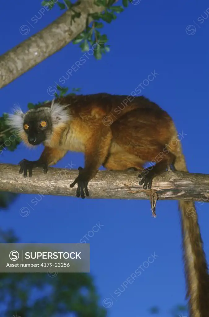 Female Black Lemur (Eulemur macaco), Nosy Komba, Madagascar