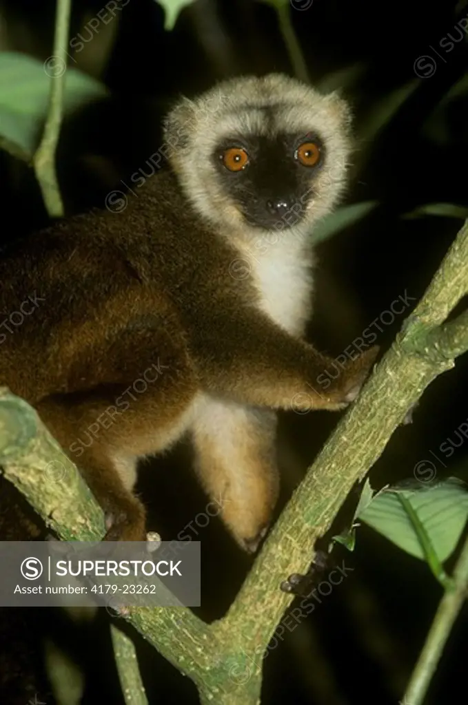 White-fronted Brown Lemur (Eulemur fulvus albifrons), Madagascar, Nosy Mangabe