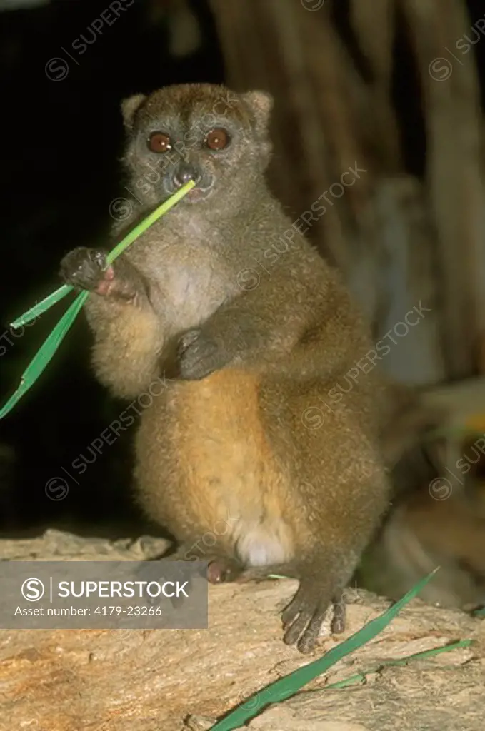 Gray Bamboo Lemur sniffing Bamboo Leaf (Hapalemur griseus), Perinet, Madagascar