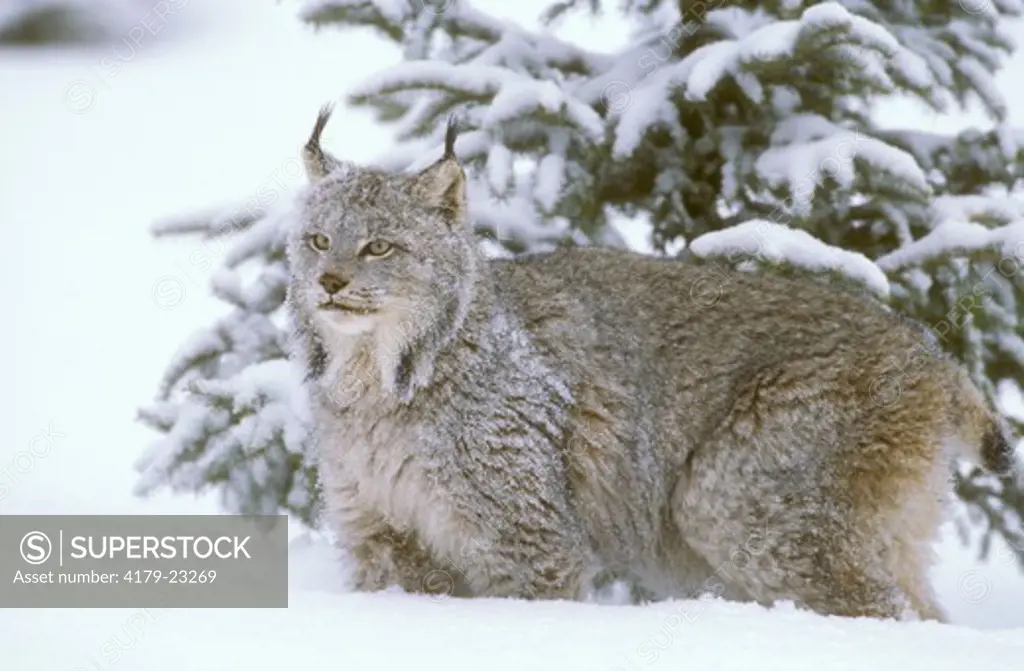 Canadian Lynx in deep Snow (Lynx canadensis), MN, IC