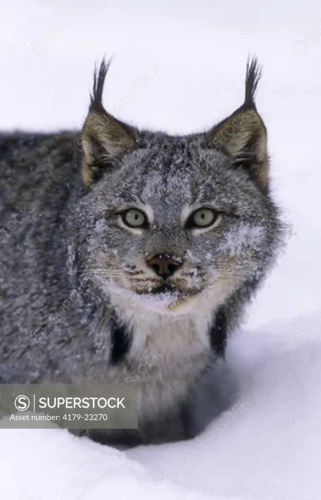 Canadian Lynx in deep Snow (Lynx canadensis), MN, IC