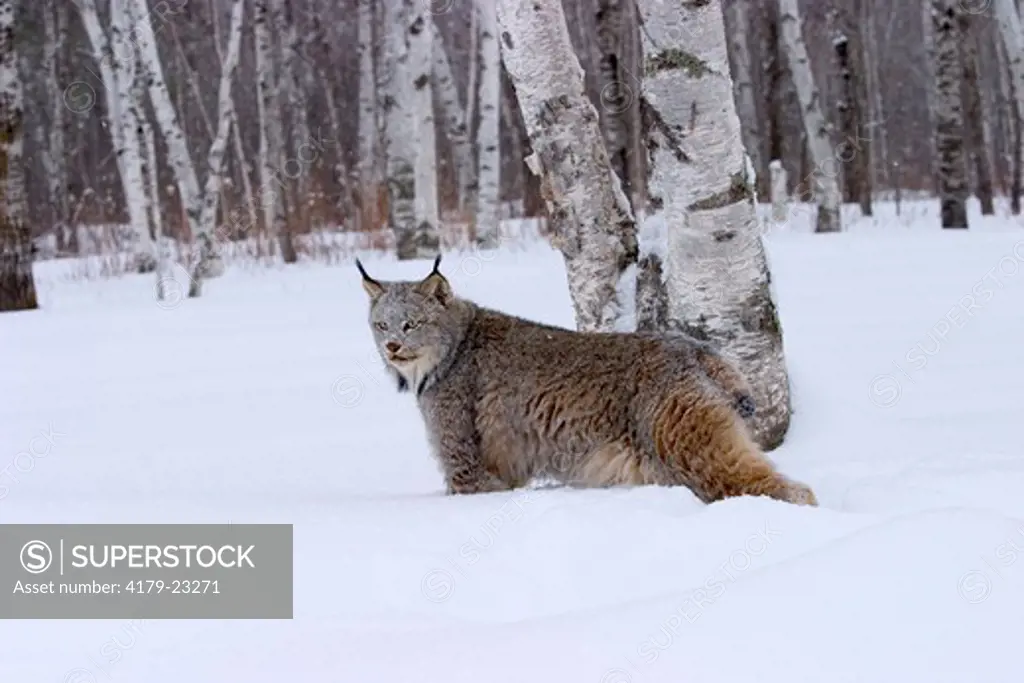 Canadian lynx standing in the snow among birch trees (Lynx canadensis) Northwoods of Minnesota controlled conditions