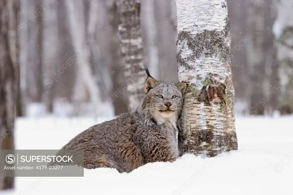 Canadian lynx next to birch trees during snow fall (Lynx canadensis) Northwoods of Minnesota controlled conditions