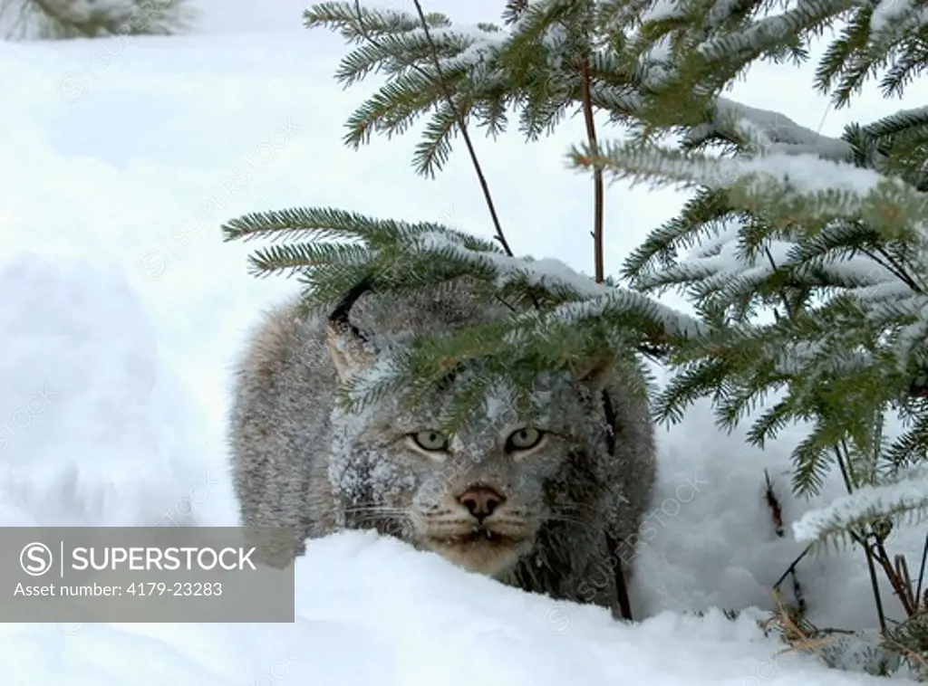 Canadian lynx under brush in snow (Lynx canadensis) Northwoods of Minnesota controlled conditions