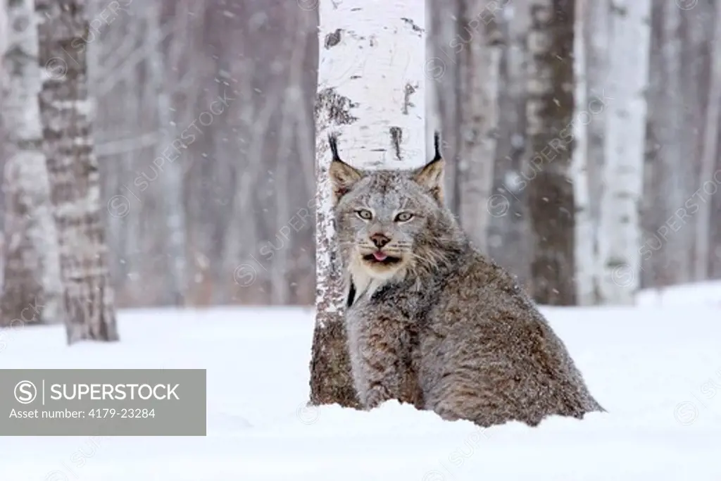 Canadian lynx sticking tongue out after smelling birch tree for markings during snow fall (Lynx canadensis) Northwoods of Minnesota controlled conditions