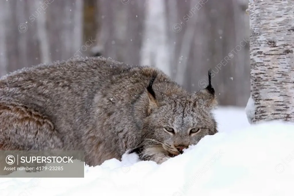 Canadian lynx eating prey (Lynx canadensis) Northwoods of Minnesota controlled conditions