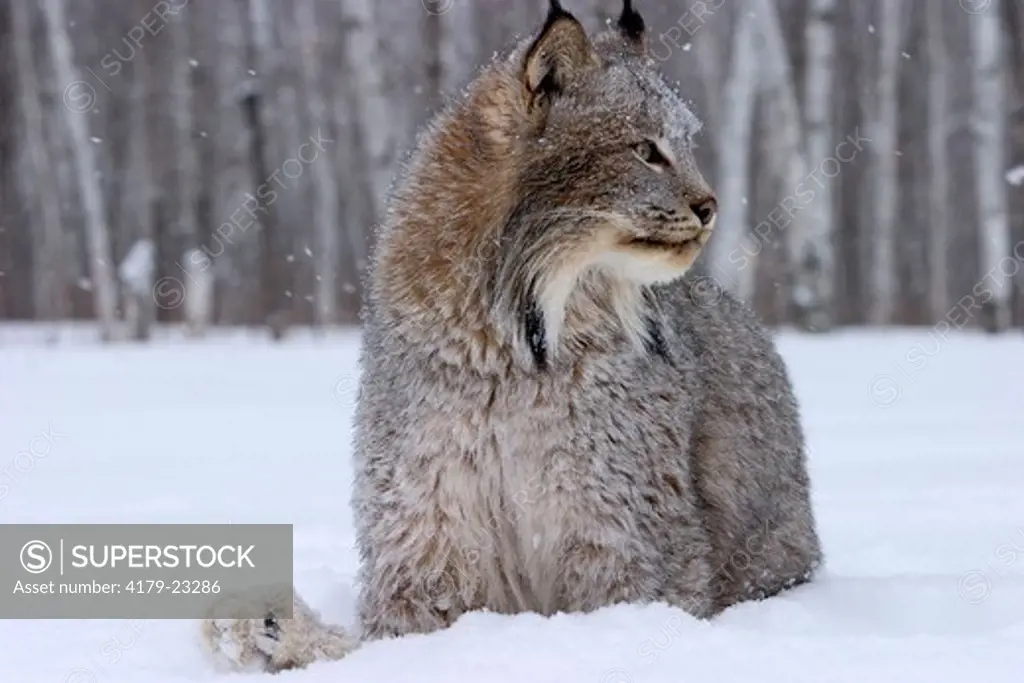 Canadian lynx sitting in snow (Lynx canadensis) Northwoods of Minnesota controlled conditions