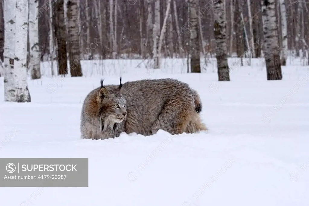 Canadian lynx walking thru snow (Lynx canadensis) Northwoods of Minnesota controlled conditions