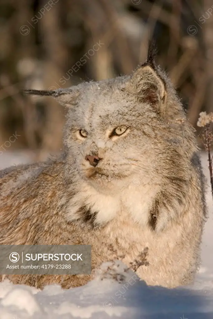 Canadian lynx standing in snow (Lynx canadensis) Northwoods of Minnesota controlled conditions