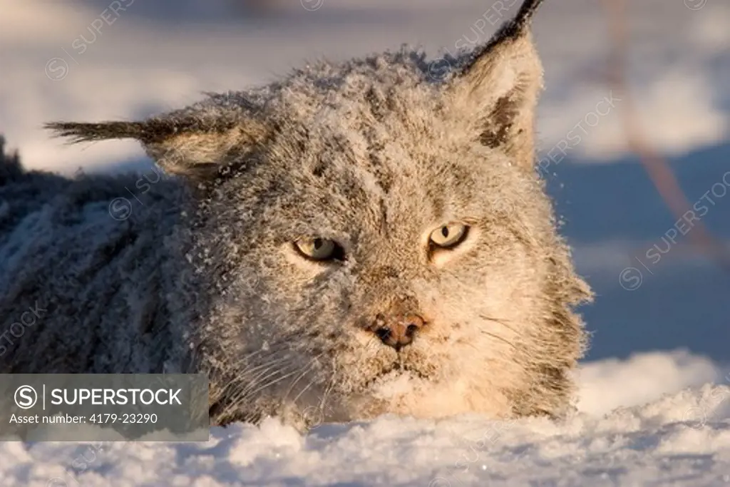Canadian lynx in deep snow (Lynx canadensis) Northwoods of Minnesota controlled conditions
