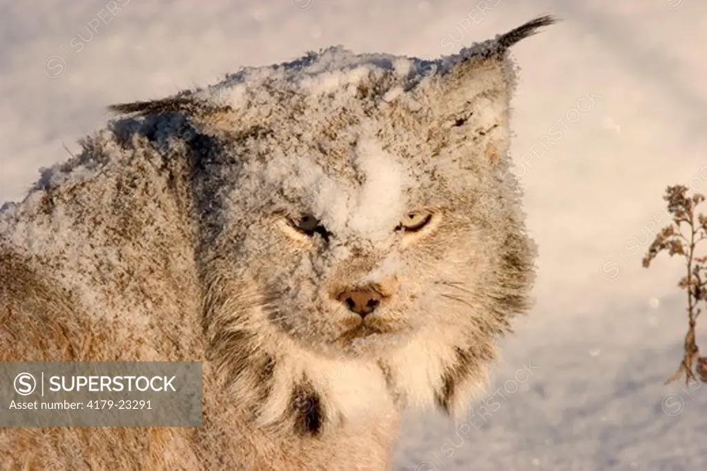 Snow covered Canadian lynx (Lynx canadensis) Northwoods of Minnesota controlled conditions