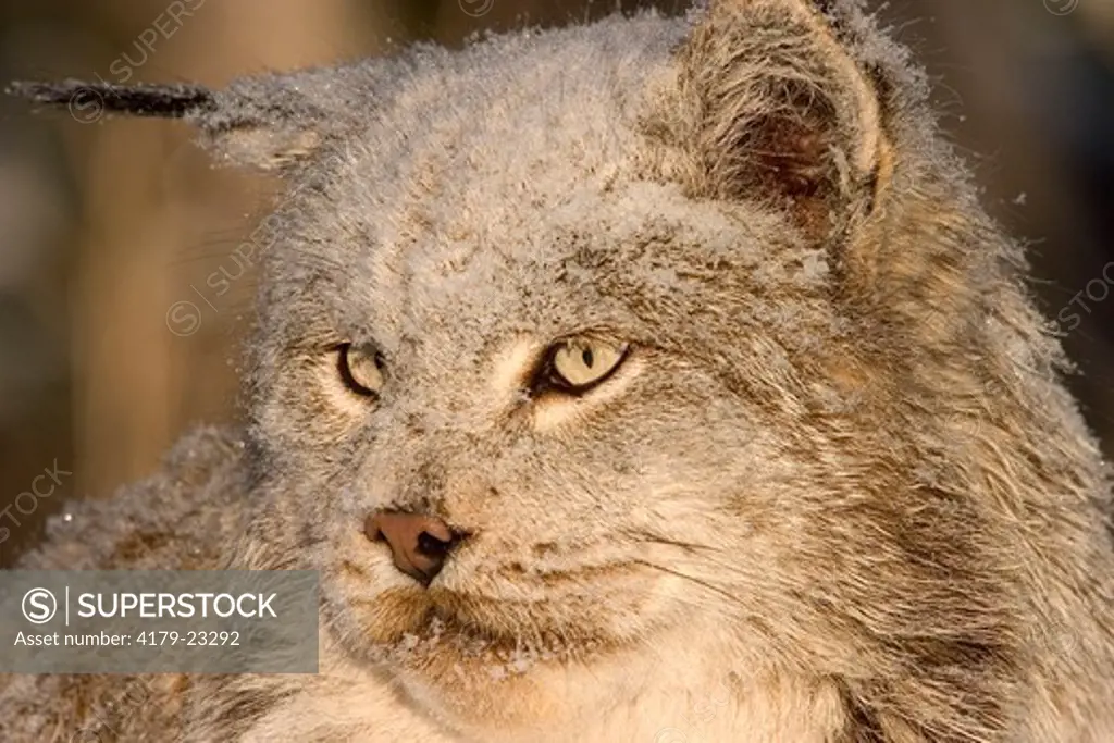 Canadian lynx (Lynx canadensis) Northwoods of Minnesota controlled conditions