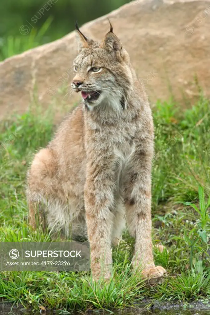 Canadian lynx (Lynx canadensis) Northwoods of Minnesota  controlled conditions