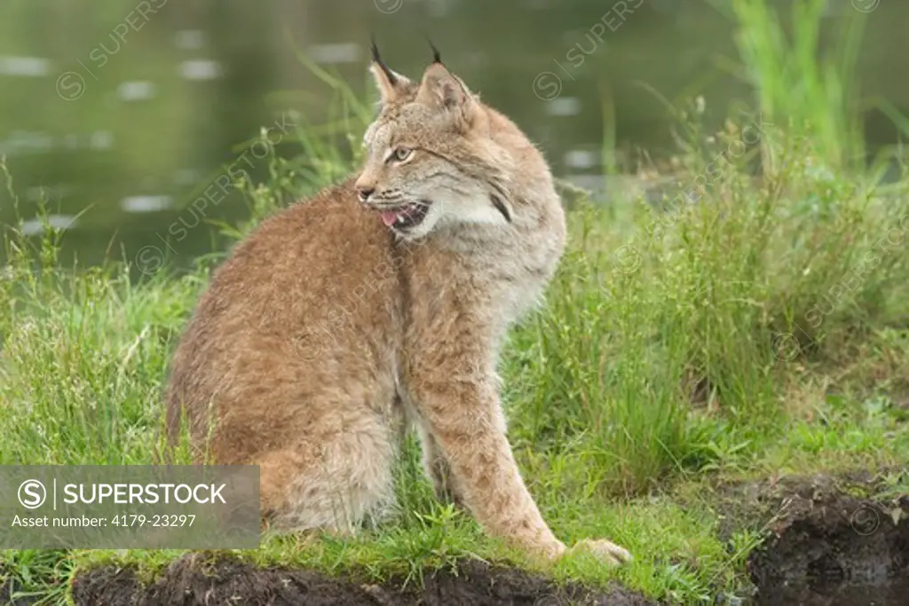 Canadian lynx  (Lynx canadensis) at waters edge Northwoods of Minnesota  controlled conditions