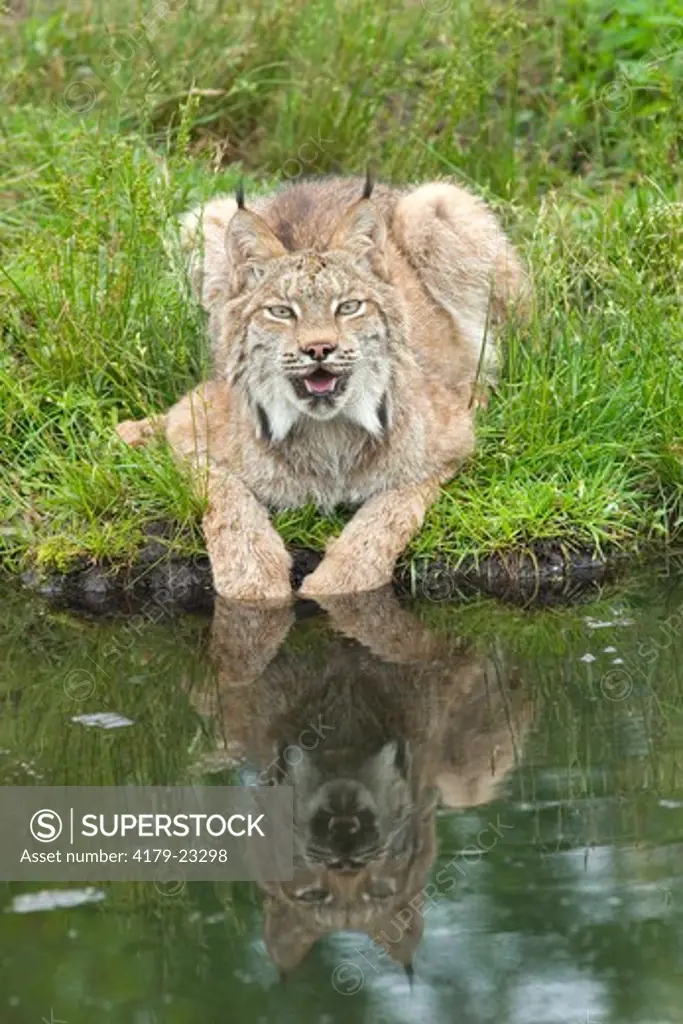 Canadian lynx (Lynx canadensis) paws in water  Northwoods of Minnesota controlled conditions