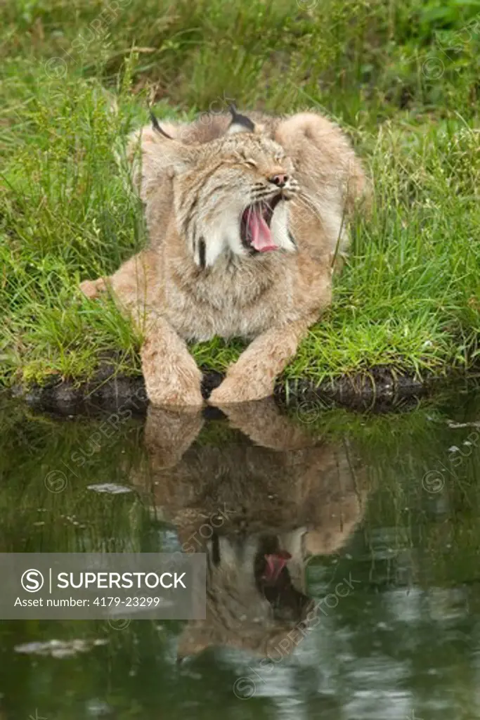Canadian lynx (Lynx canadensis) yawning at ponds edge Northwoods of Minnesota  controlled conditions
