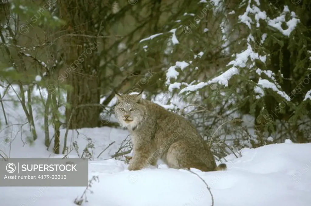 Canada Lynx in Snow (Lynx canadensis), MT