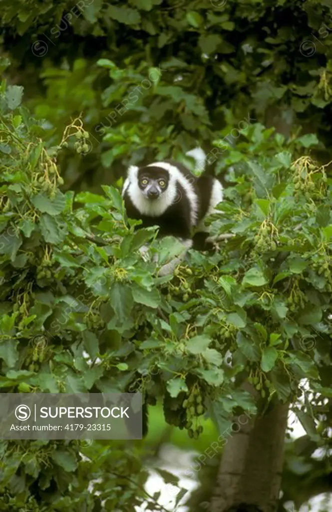Black & White Ruffed Lemur (L. v. variegatus) adult