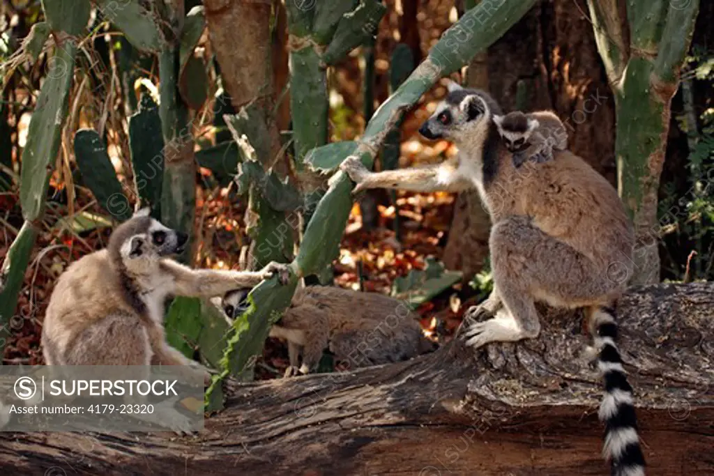 Ring-Tailed Lemur with young  (Lemur catta), Berenty Game Reserve, Madagascar