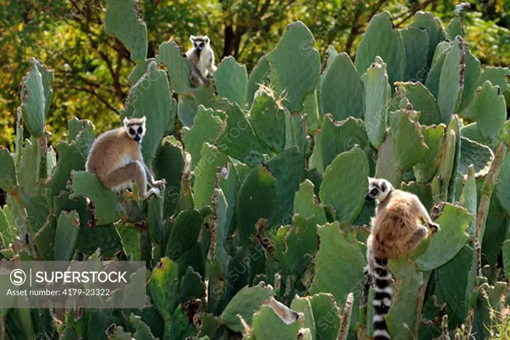 Ring-Tailed Lemur (Lemur catta), adults on Cactus, Berenty Game Reserve, Madagascar