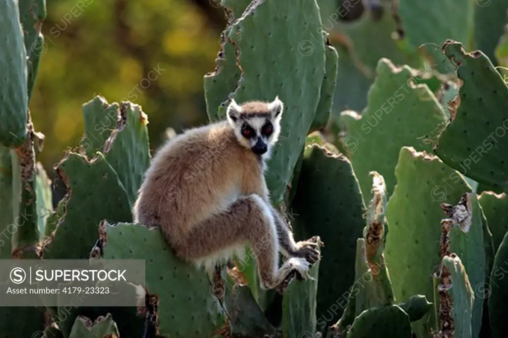 Ring-Tailed Lemur (Lemur catta), adult on Cactus, Berenty Game Reserve, Madagascar