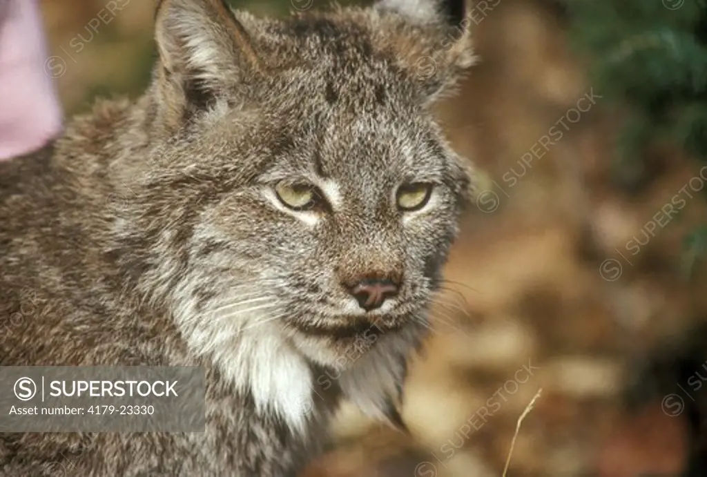 Canada Lynx (Lynx canadensis) Kalispell, Montana