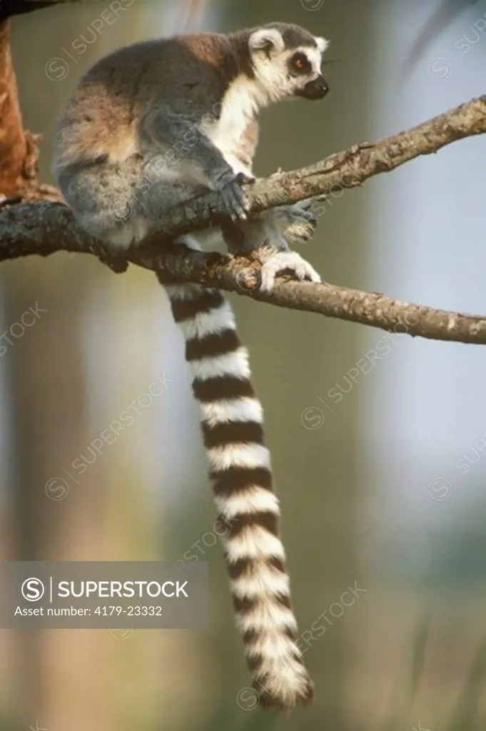 Ring-tailed Lemur (Lemur catta), Busch Gardens, Tampa, FL