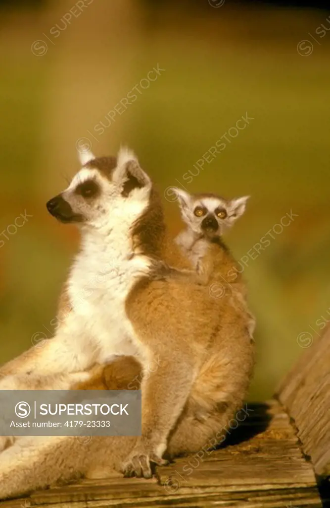 Ring-tailed Lemur with Baby (Lemur catta), Busch Gardens, Tampa, FL
