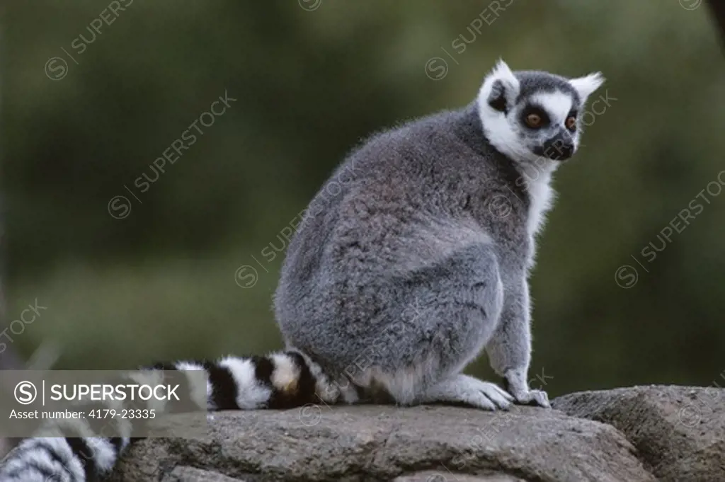 Ring-tailed Lemur on Rock (Lemur catta), IC