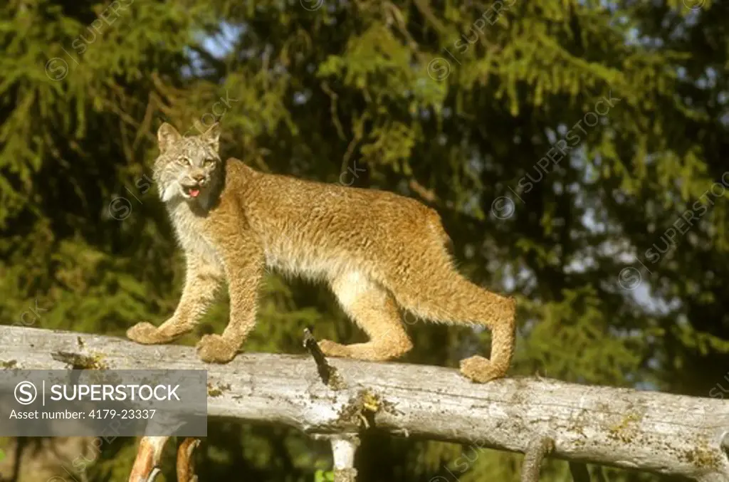 Lynx (L. canadensis) standing on fallen Tree Limb at Edge of Woods, IC