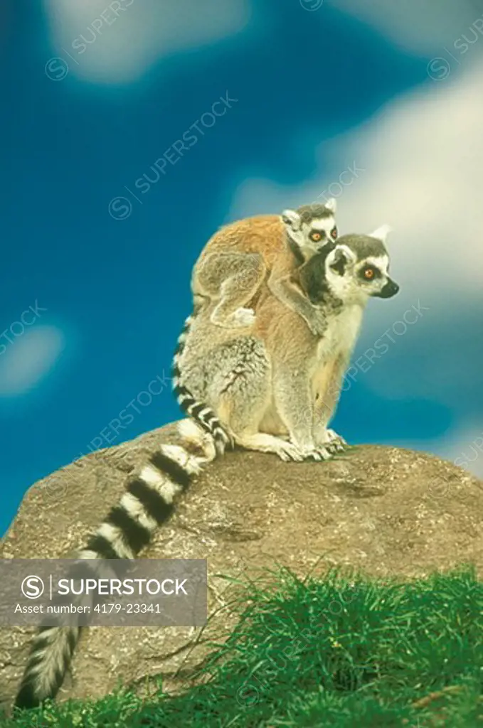 Ring-tailed Lemur (Lemur catta), carrying young on back, digitally enhanced