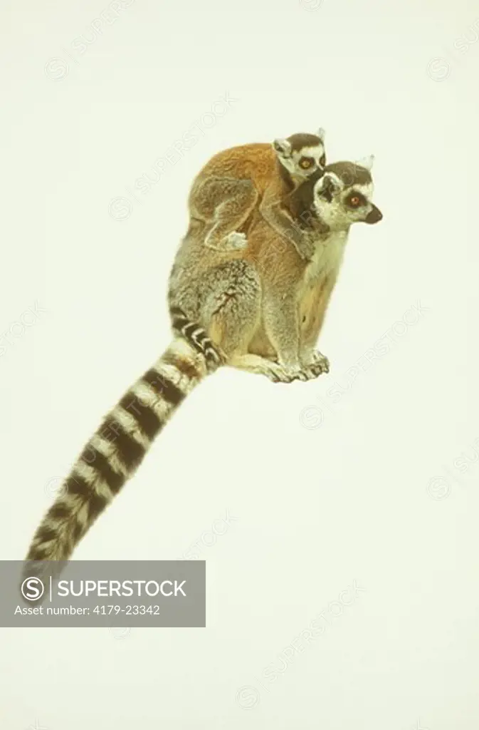 Ring-tailed Lemur carrying young on back (Lemur catta), digitally silhouetted