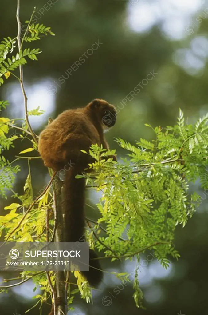 Red-bellied Lemur (Eulemur rubriventer), eating