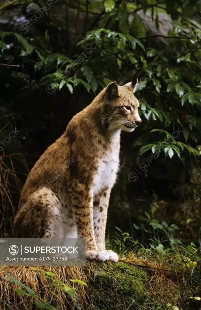 Eurasian Lynx (Lynx lynx) W. Europe - Siberia