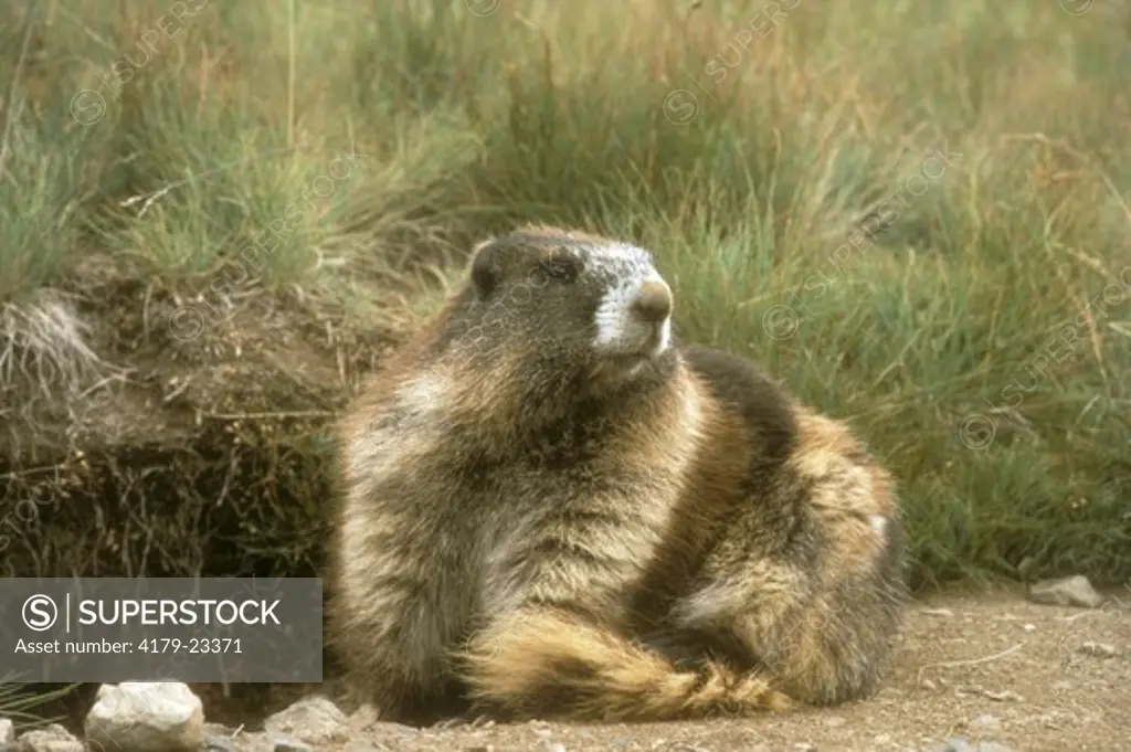 Olympic Marmot (Marmota olympus) Olympic National Park, WA