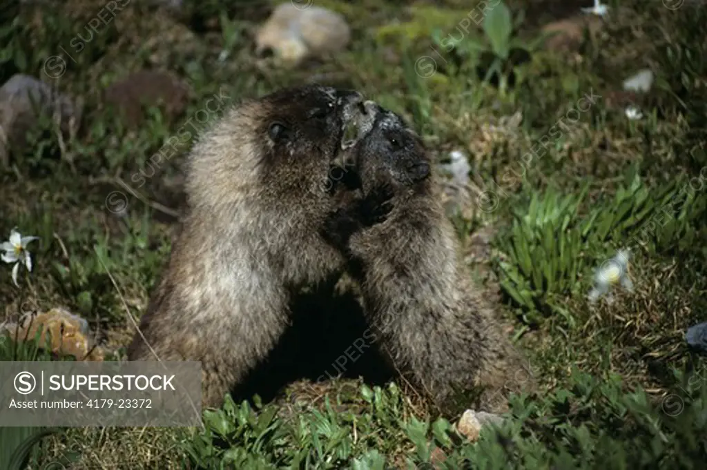 Hoary Marmots, juv., scrapping (Marmota flaviventris) Mt. Rainier, WA