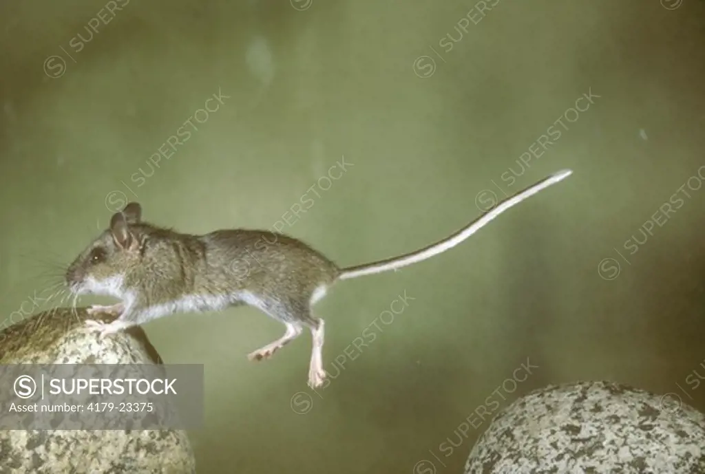 Deer Mouse (Peromyscus maniculatus) Juneau, AK