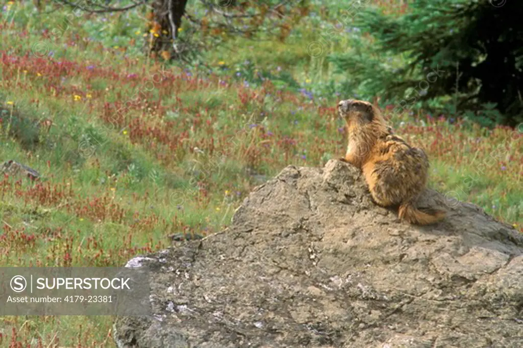 Olympic Marmot (Marmota olympus) Hurricane Ridge/Olympic NP - WA
