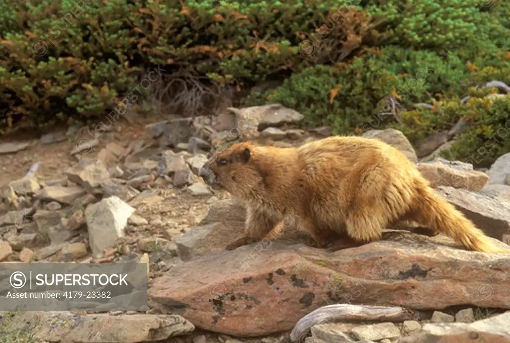 Olympic Marmot (Marmota olympus) Lillian Ridge/Olympic NP - WA,  Washington